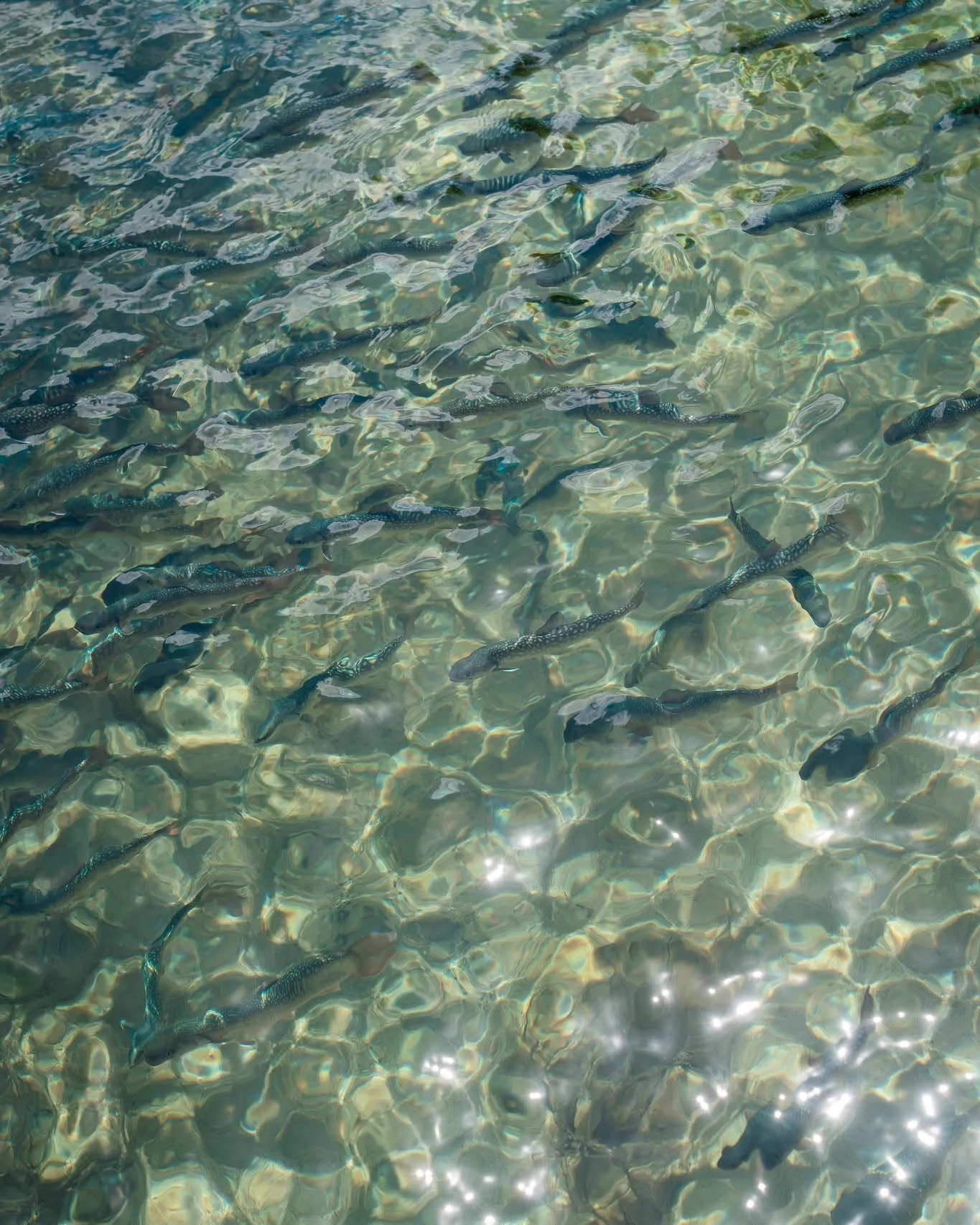 イワナの泳ぐ水面