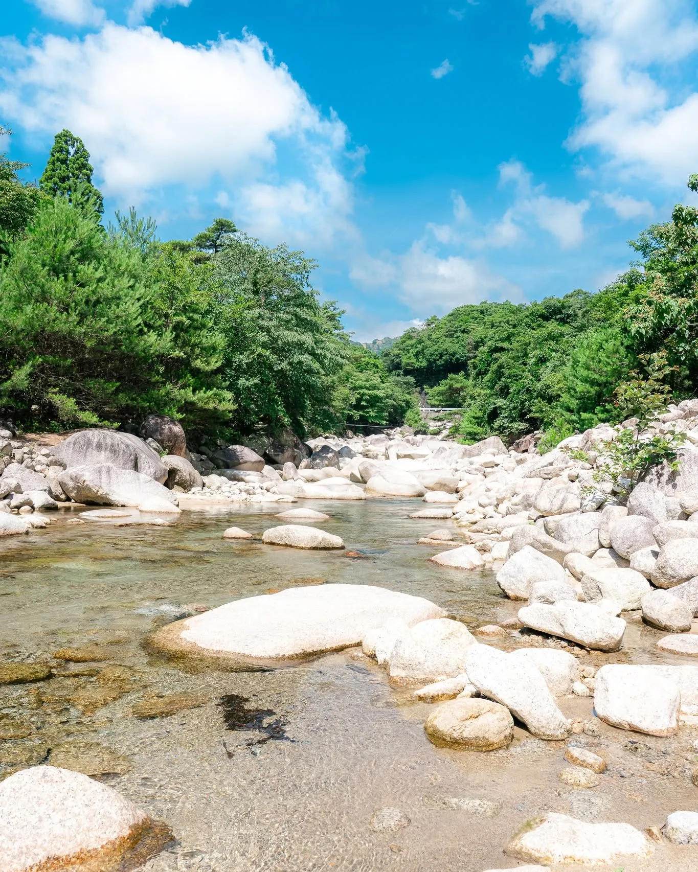 朝明川の清流